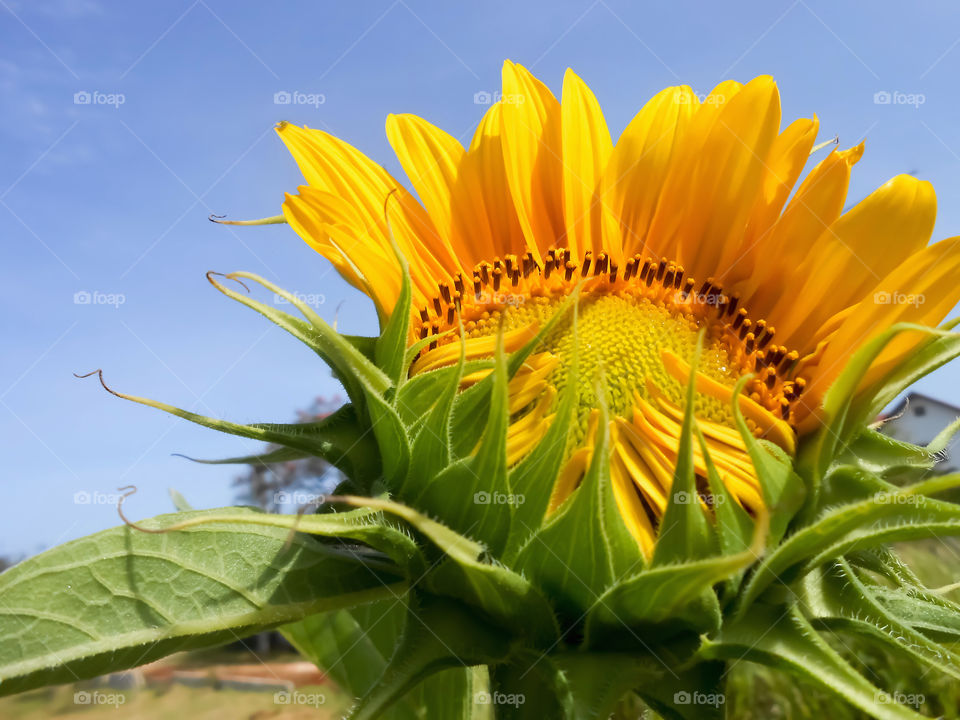 Beautiful Sunflower Opening