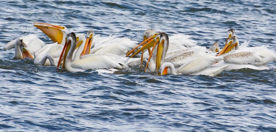 American White Pelicans catching fish