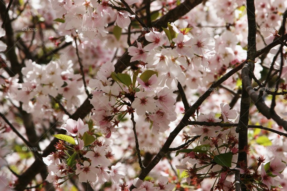 Cherry blossoms are in full bloom!!