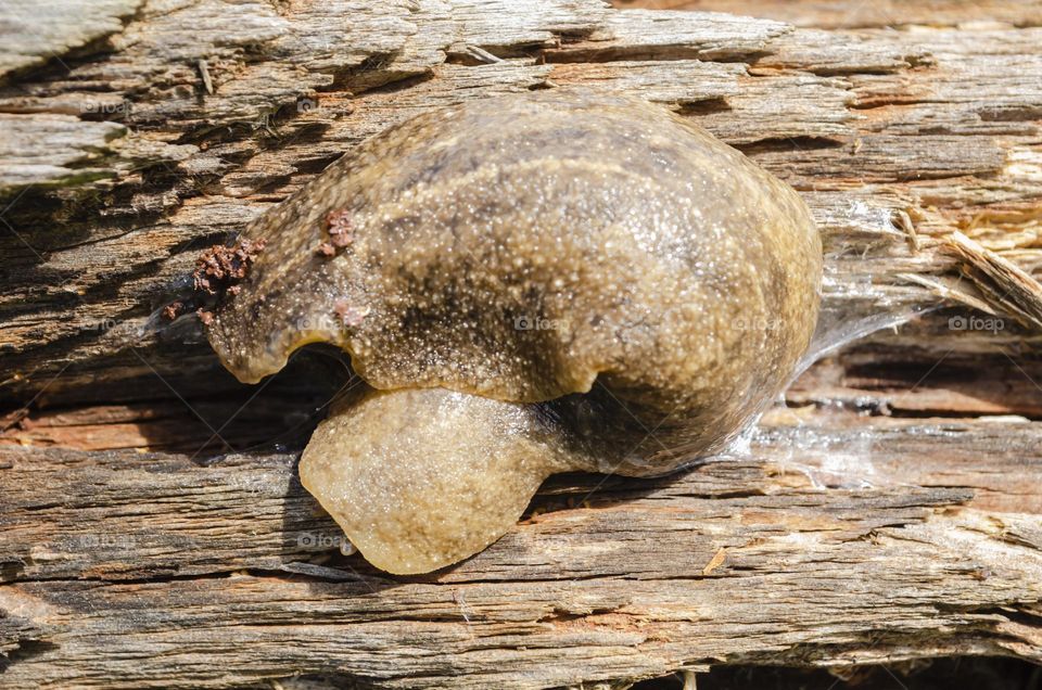 Slug Crawling Out Of It's Mucus