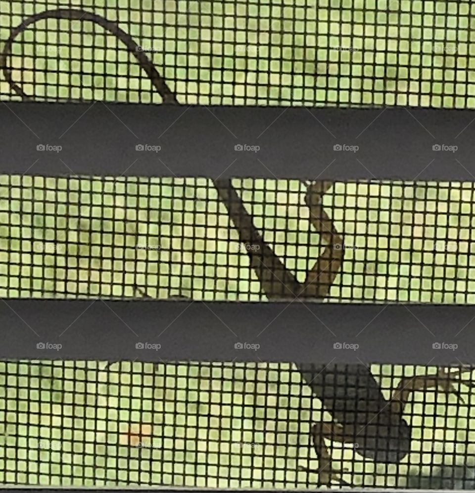A Geico Lizard On The Screen Window