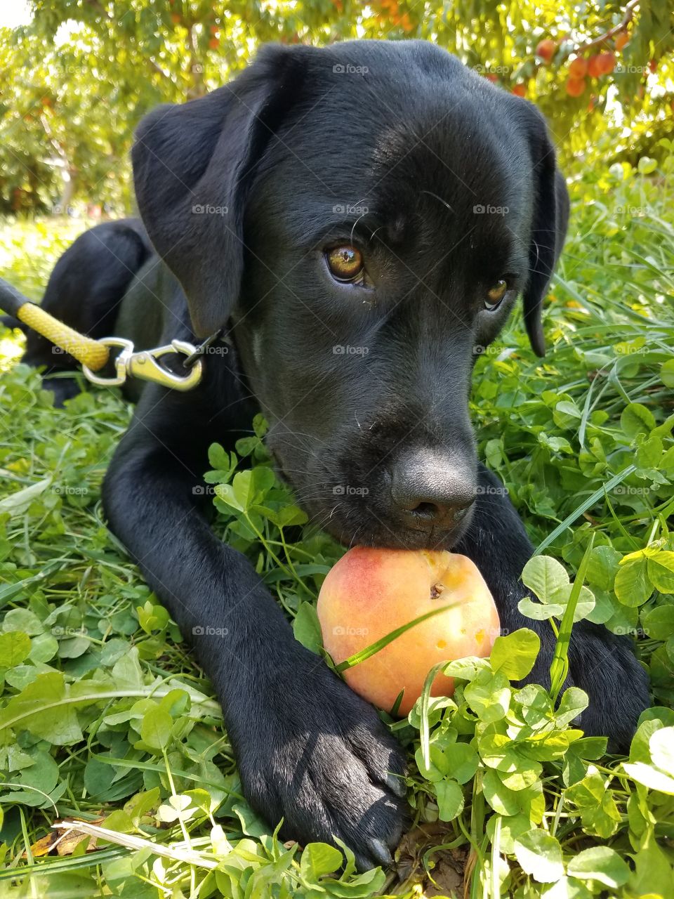 Black Labrador enjoys peach