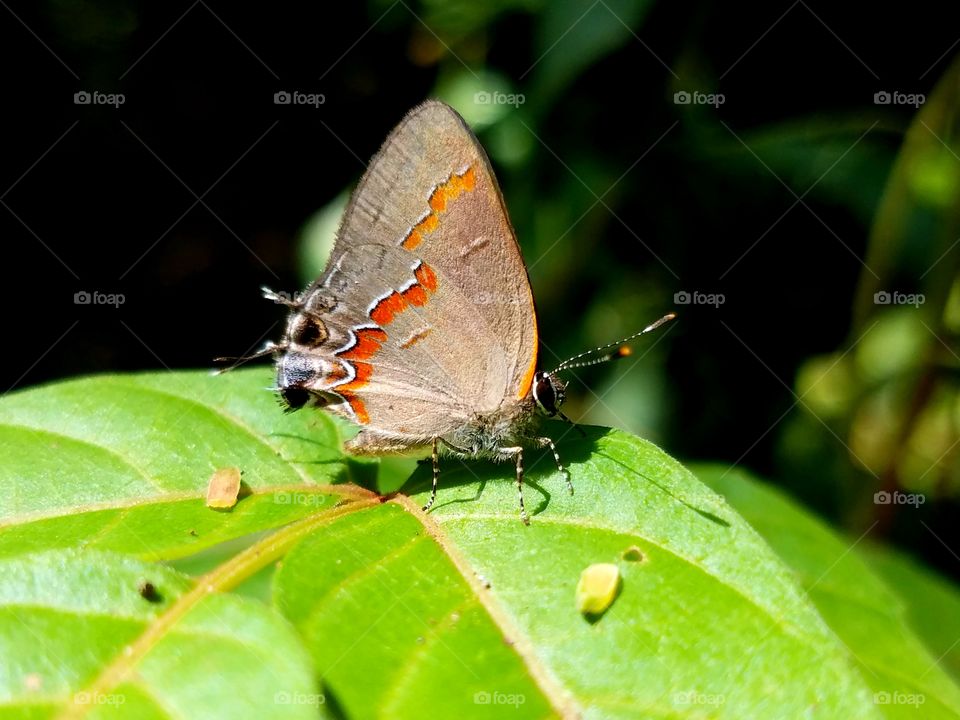 Butterfly, Insect, Nature, Invertebrate, No Person