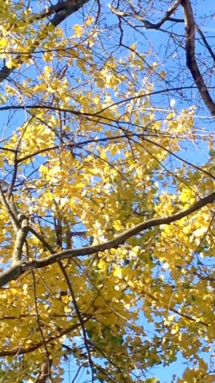 Yellow leaves blue sky in autumn