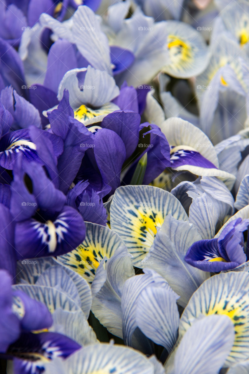 Crocuses