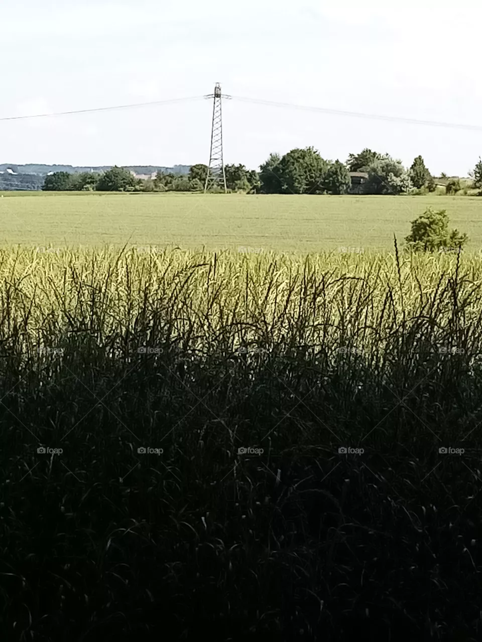 Feld