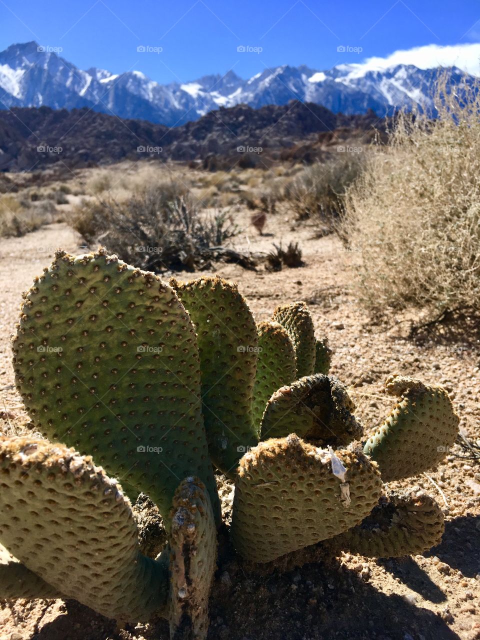 Cactus - Sierra Nevadas 