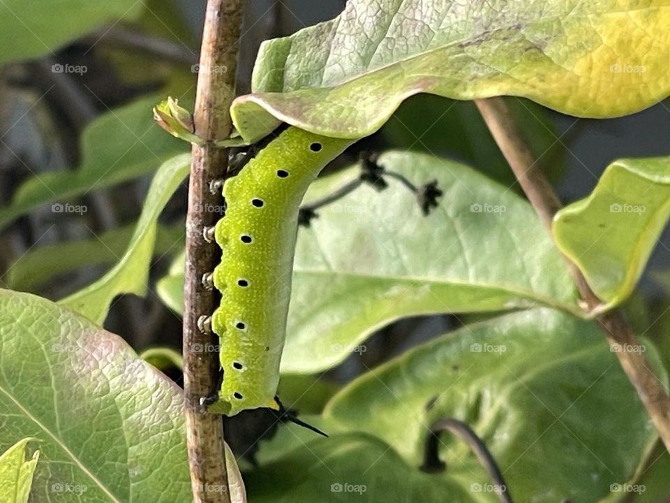 Caterpillar 🐛