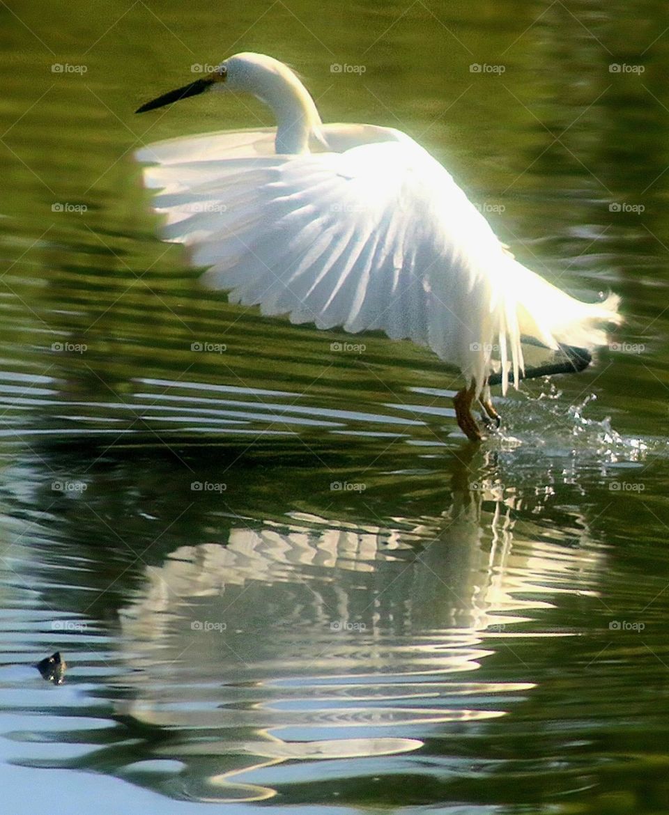 Beautiful Wings of an Egret