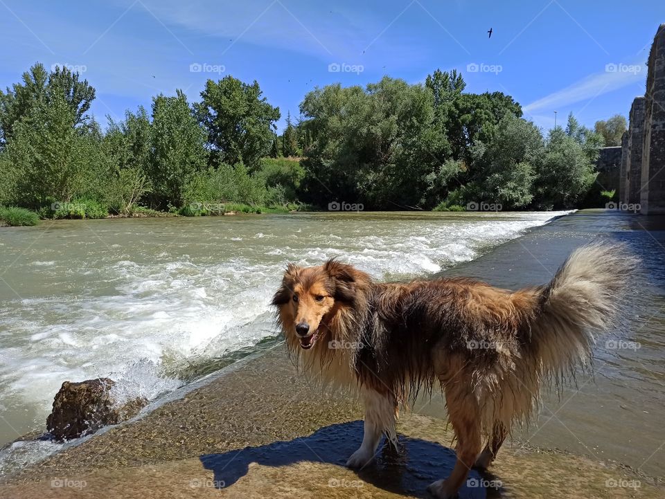 Golfo at river