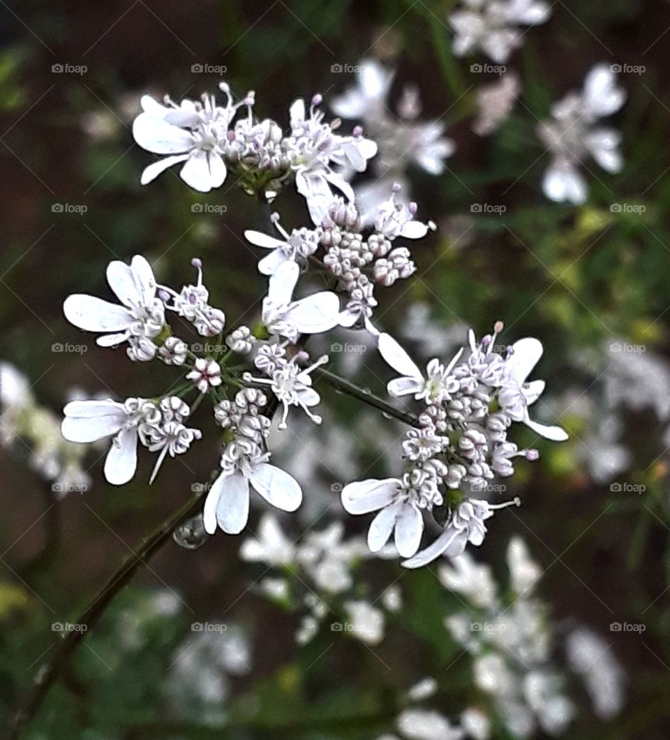 coriander f