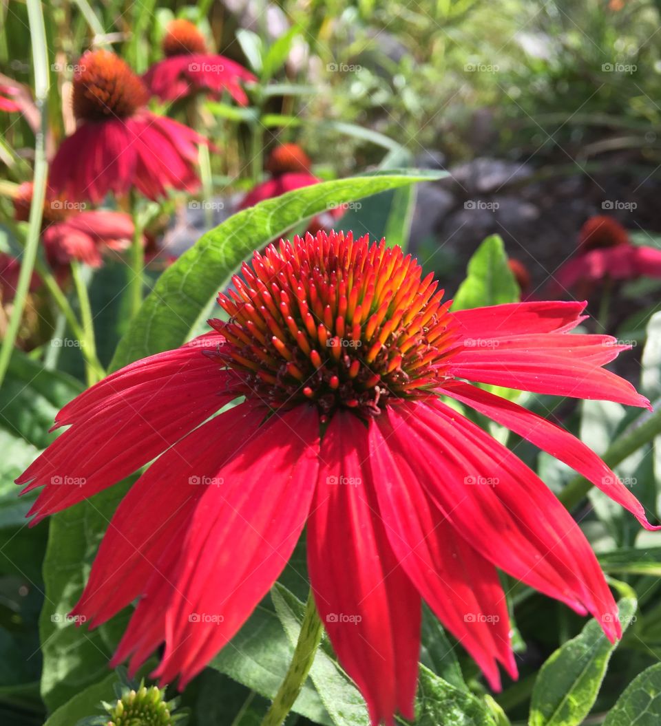 Close-up of red cone flower