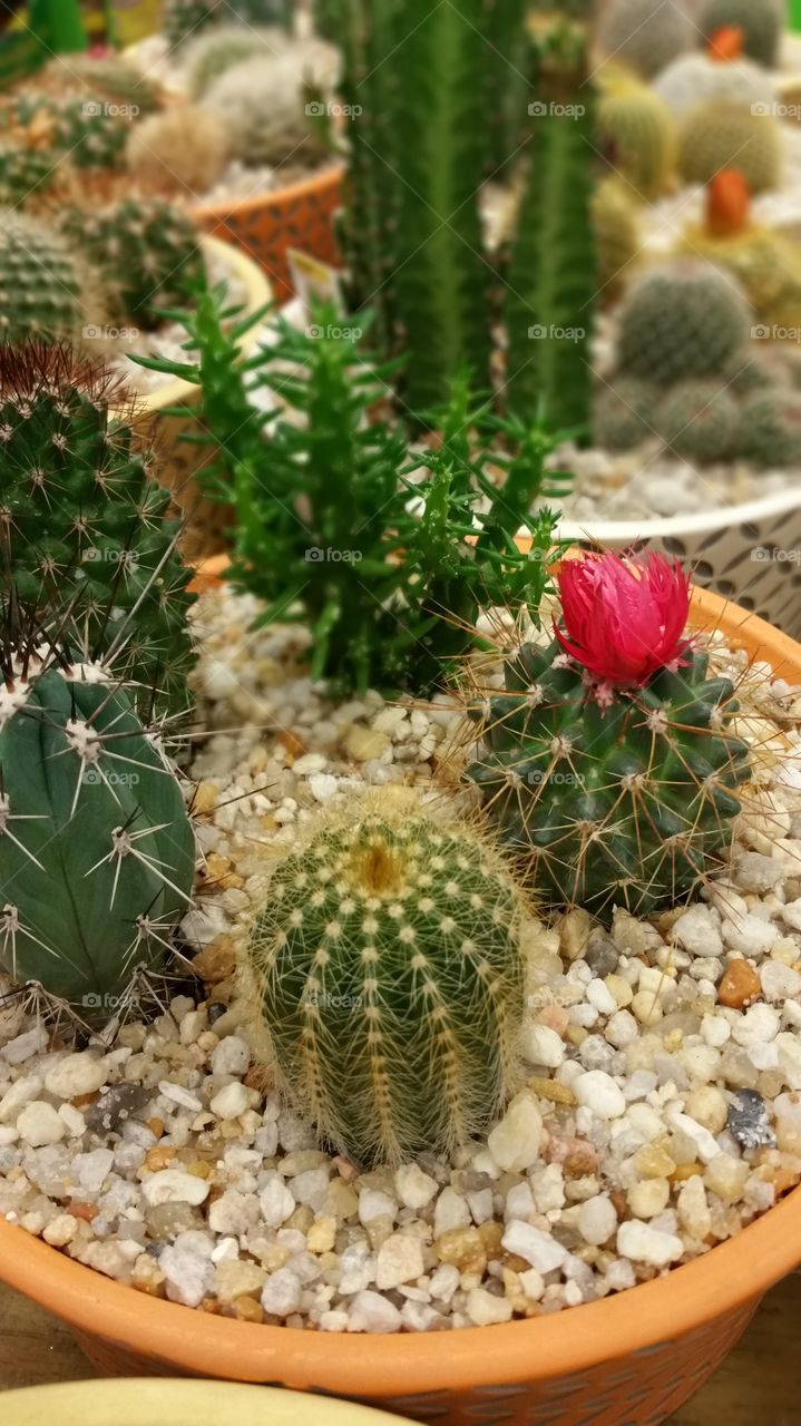 cactus