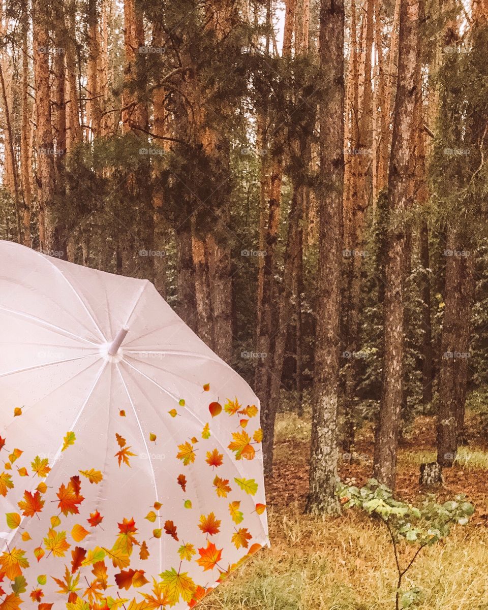 umbrella and autumn forest