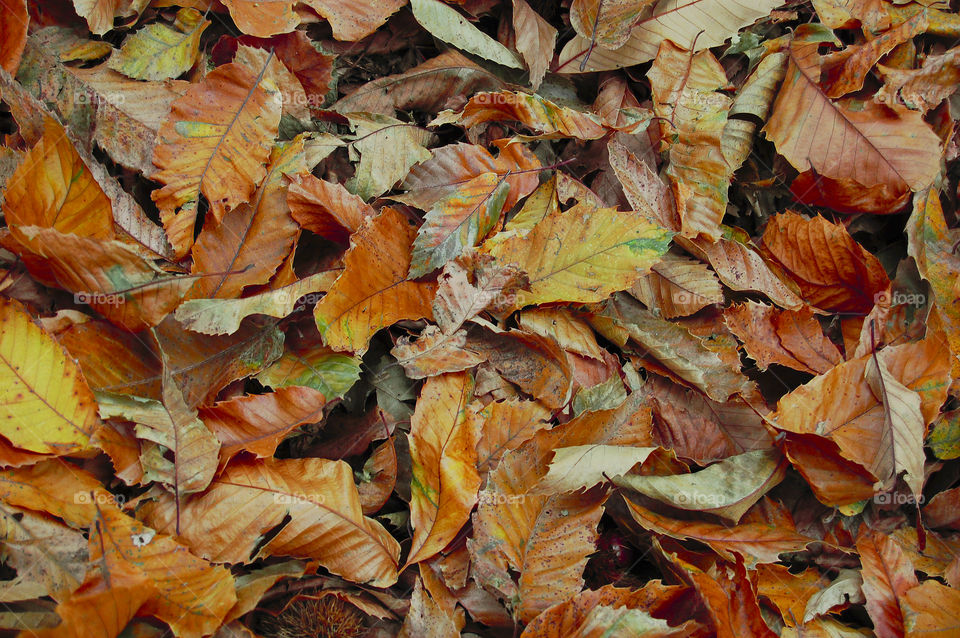 Autunn leaves