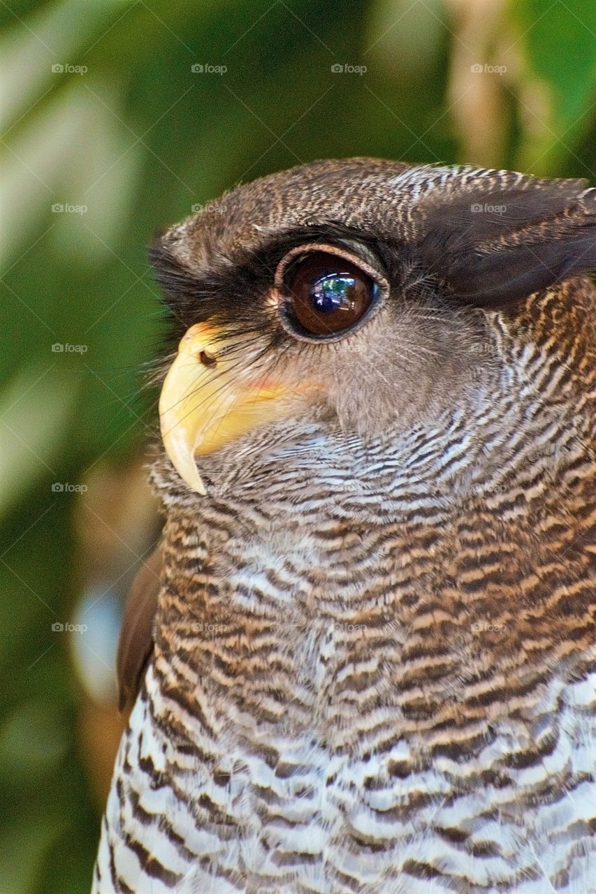 Close-up of eagle owl
