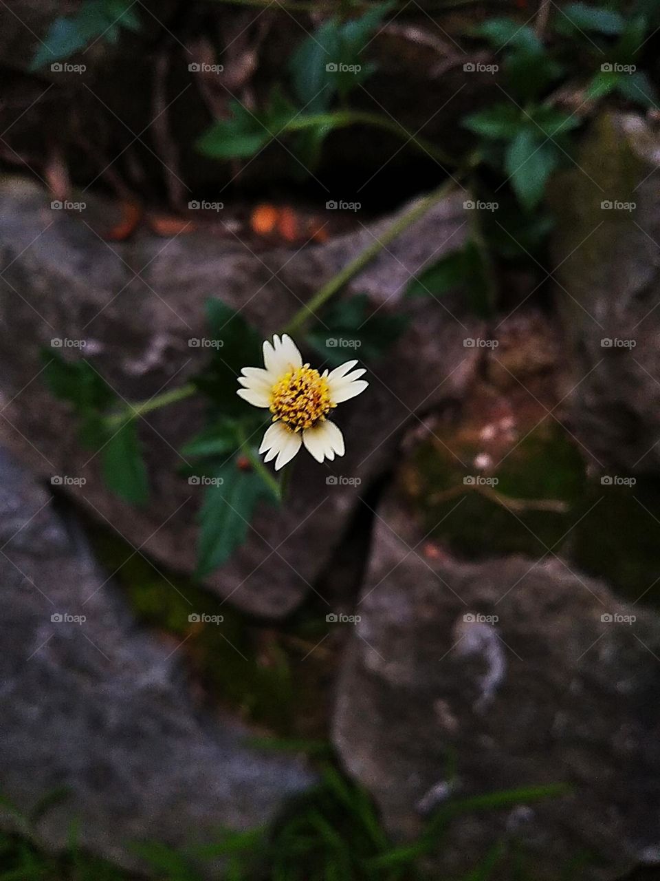 Little white flower