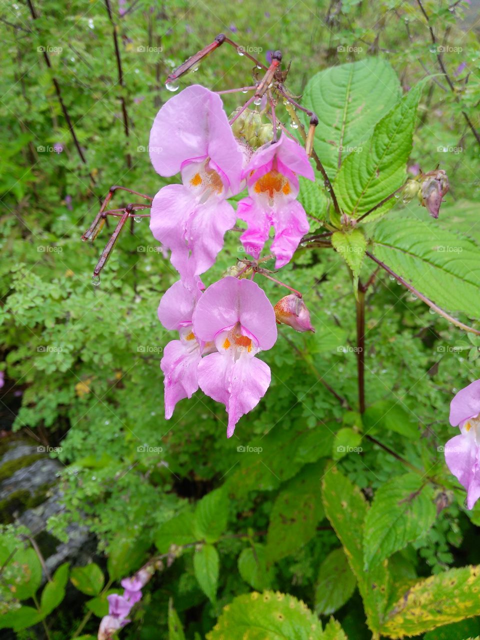 pink flower