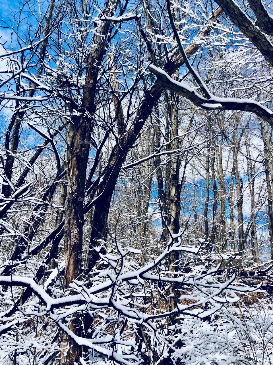 The woods, snowy April 