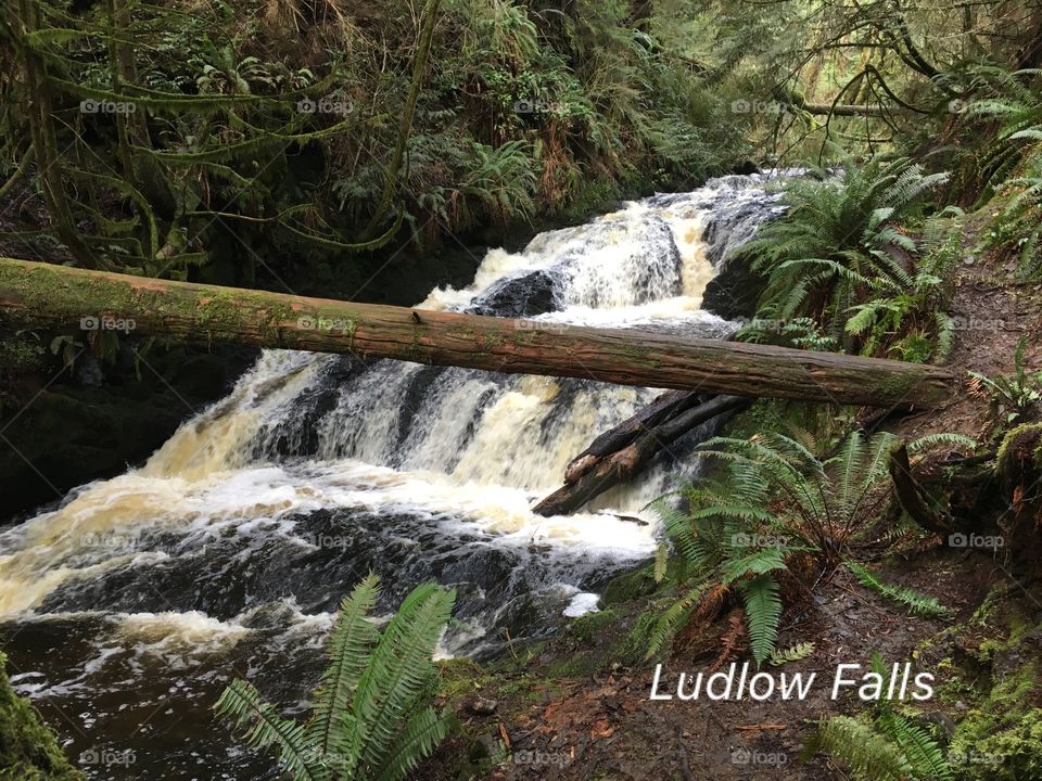 Ludlow Falls - Spring Runoff - Port Ludlow, Washington Olympic Peninsula