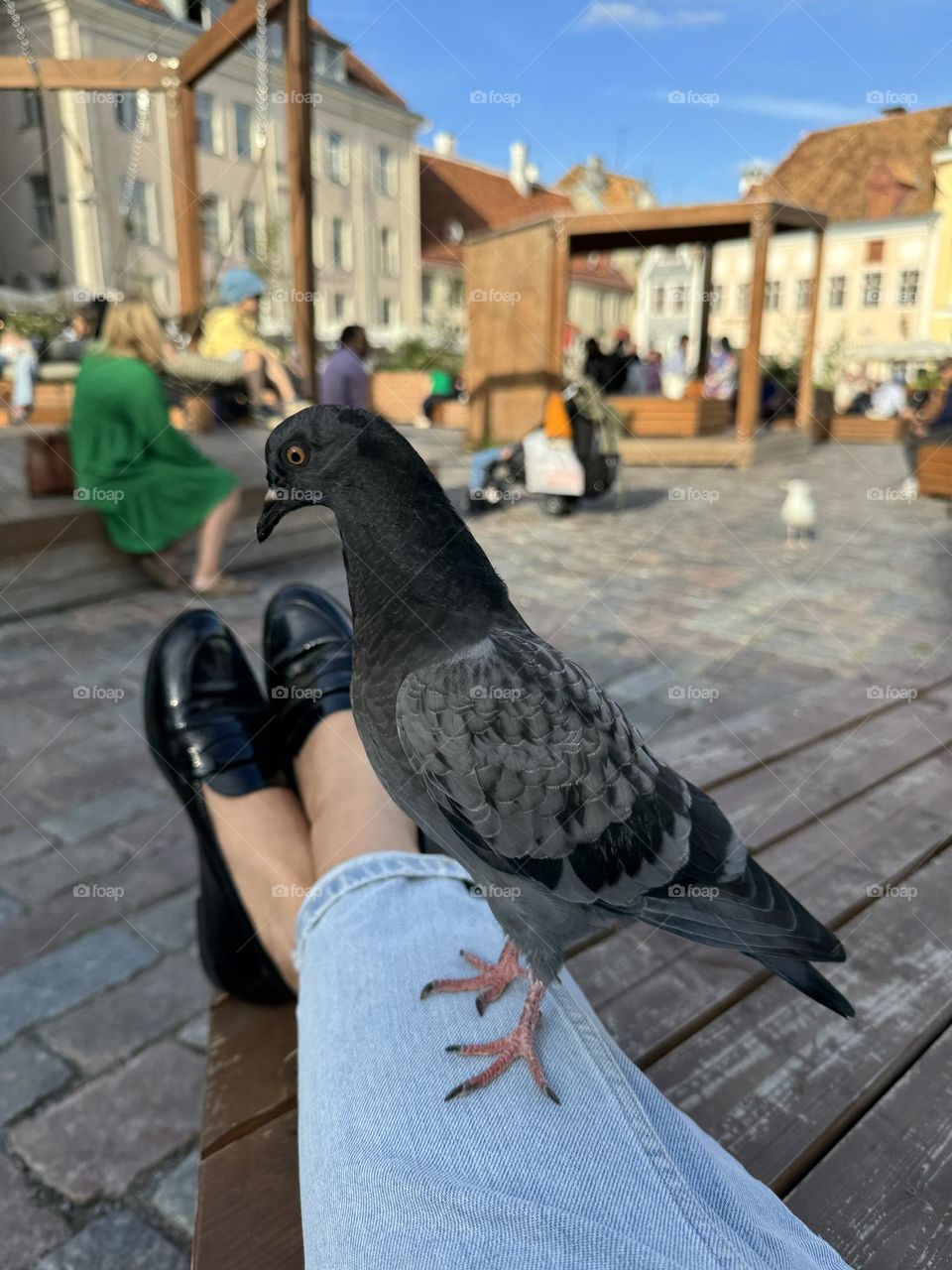 Pigeon sitting on a girl's legs