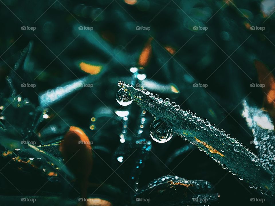 PORTRAIT PLANT WITH DEW