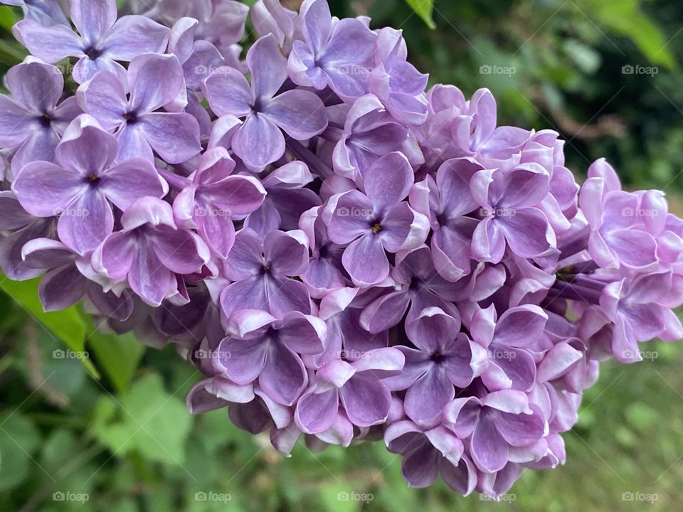 A purple Buddleia  plant