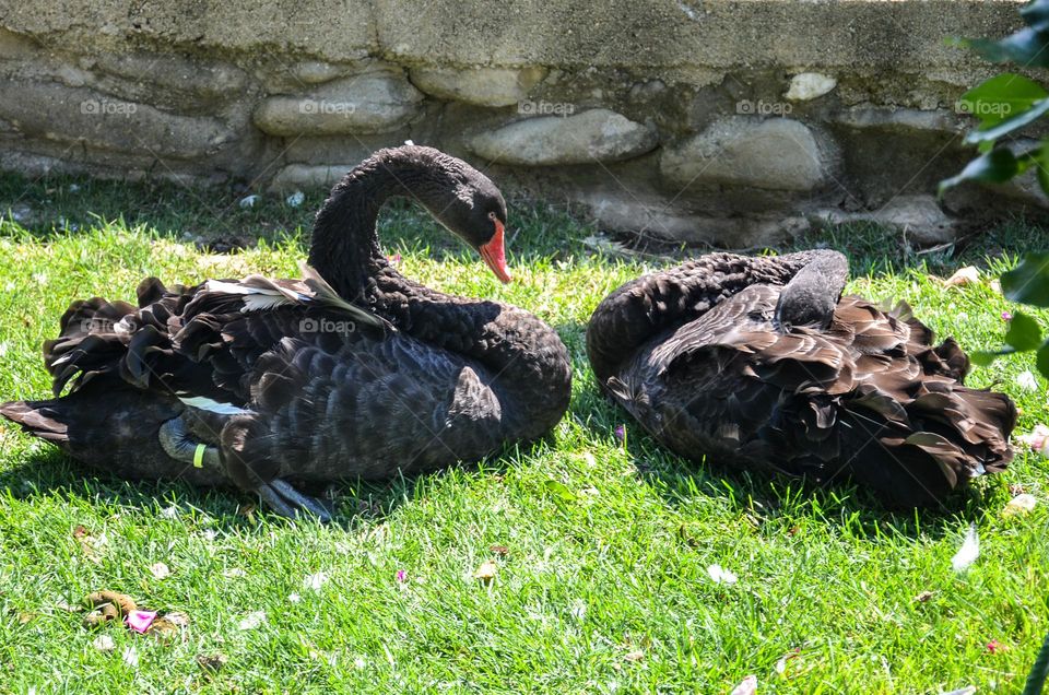 Urban nature:Wildlife