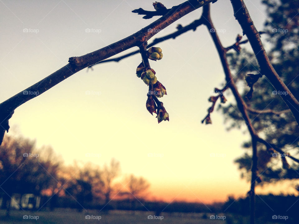 Mexican Plum Buds