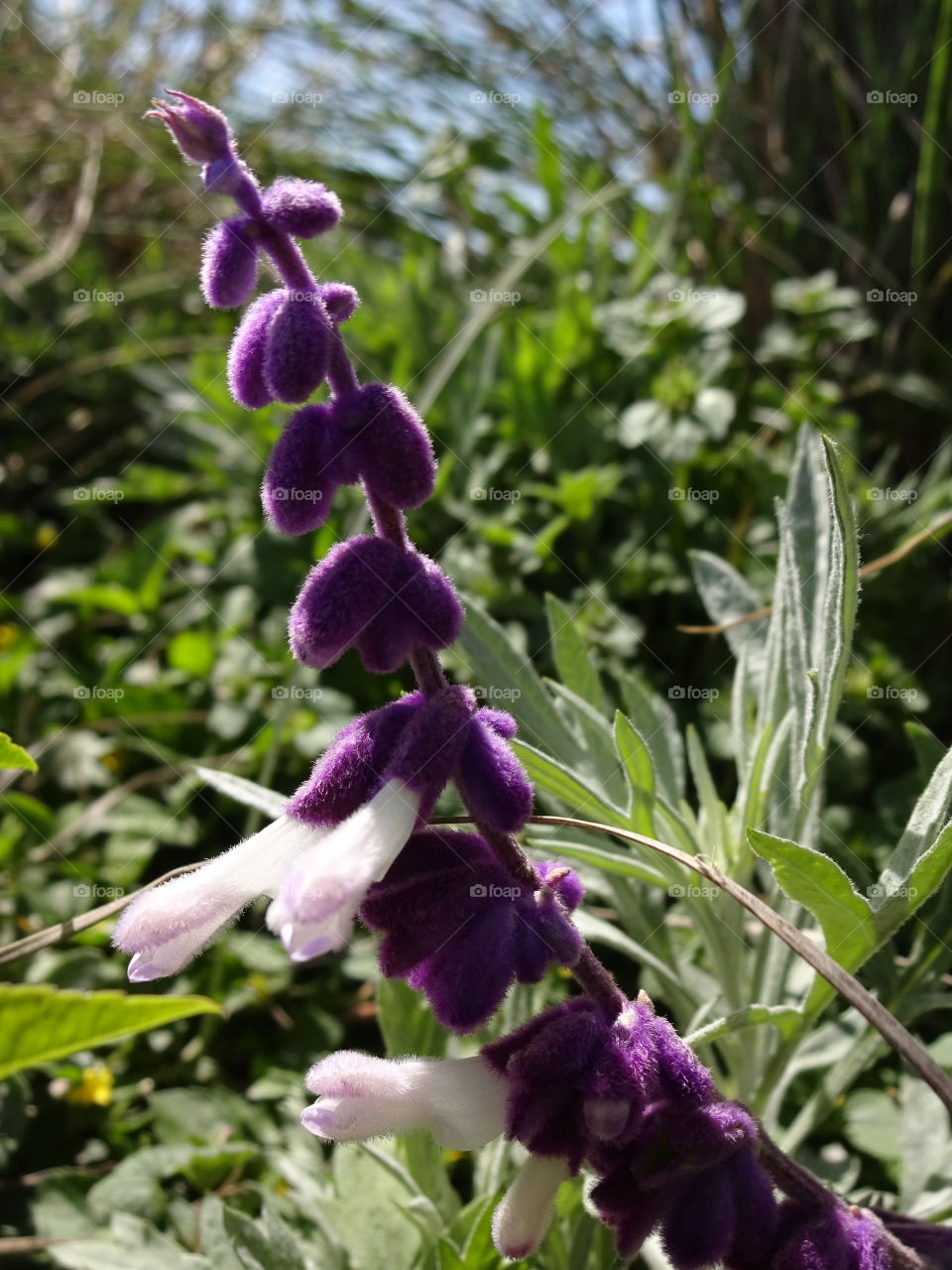 Chihuahuan Desert