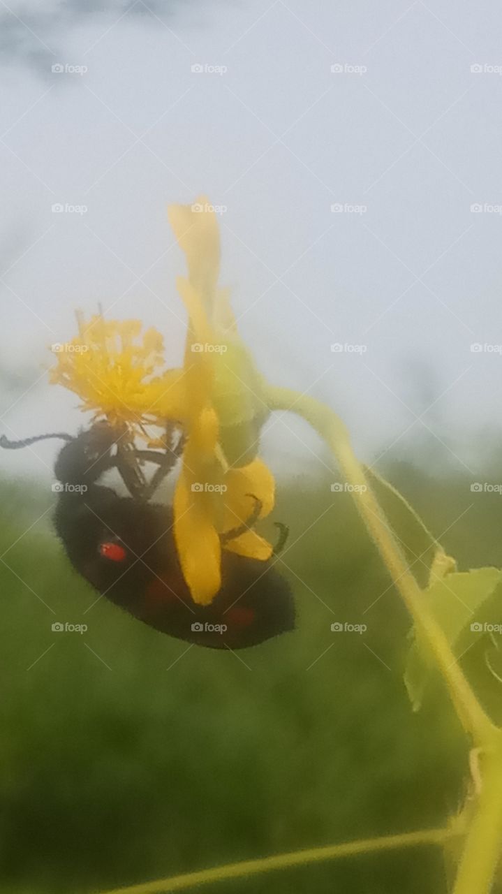 this is very beautyfull afternoon click