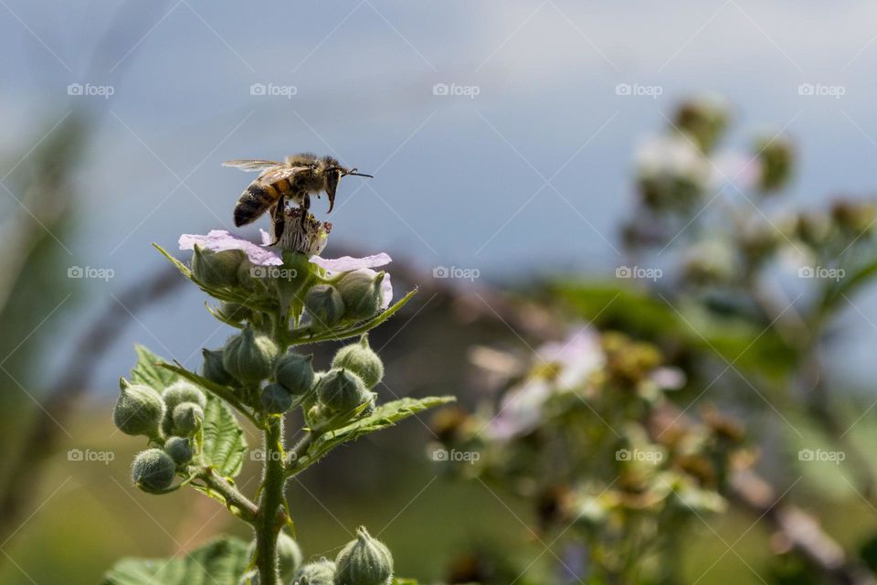 A bee on a blackberry flower