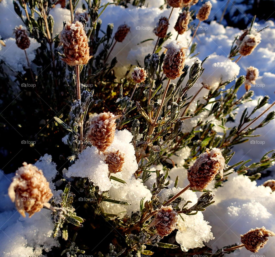 The remains of a lavender bush in blooms covered in snow and gone dormant for the winter in Central Oregon. 