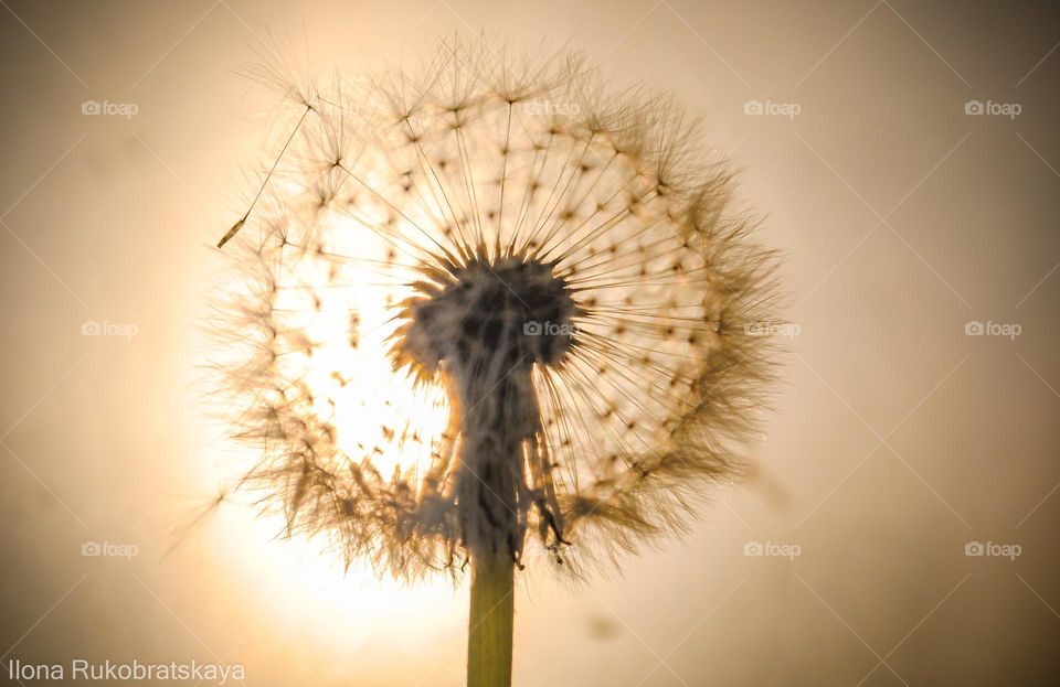 dandelion