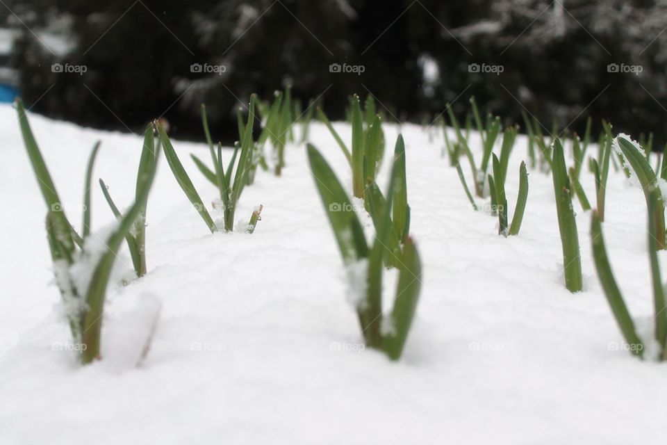 spring snow