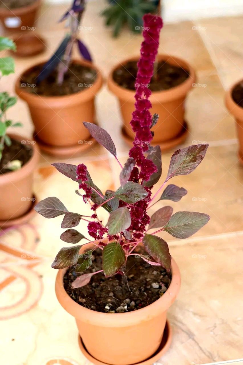 A very beautiful picture, and there is no better picture than it. There is no better picture of green herbs and colorful, red and white roses than it. Glory be to God, the natural and picturesque view, and there is no more