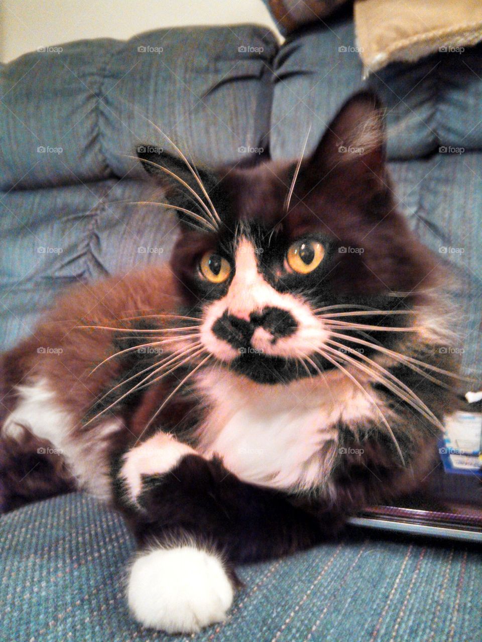 Groucho kitty