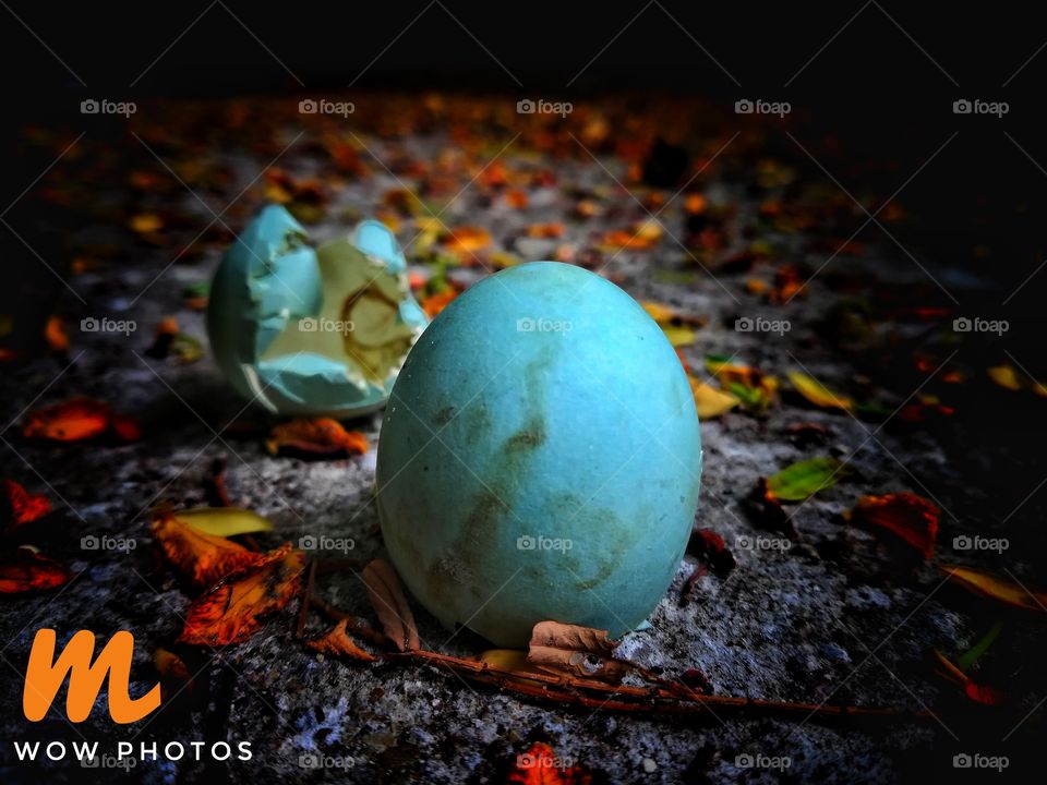 this egg will be explained about their life