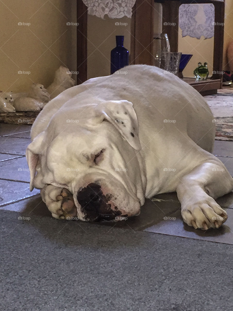 Big lazy white dog