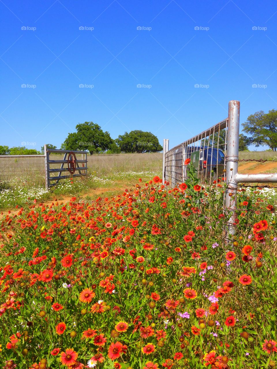 wildflowers at the gate