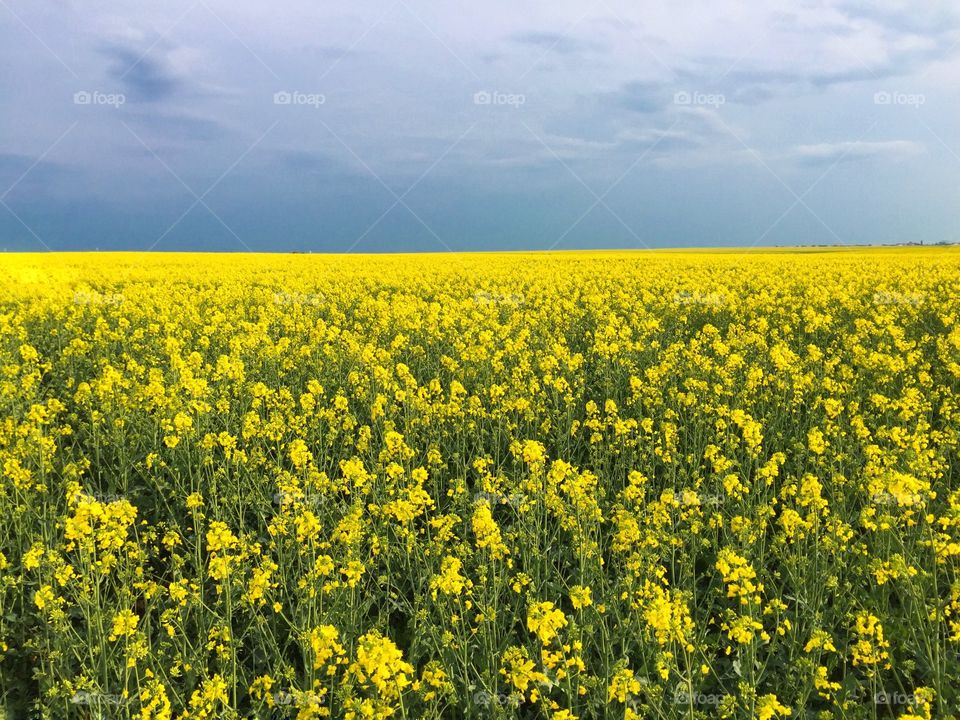 Canola field on a stormy weather with dark sky