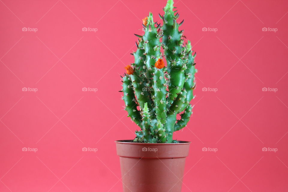 vector cactus
indoor pot 
orange flowers 
red background