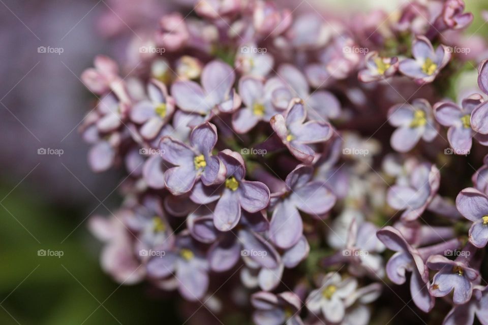 lilac flower