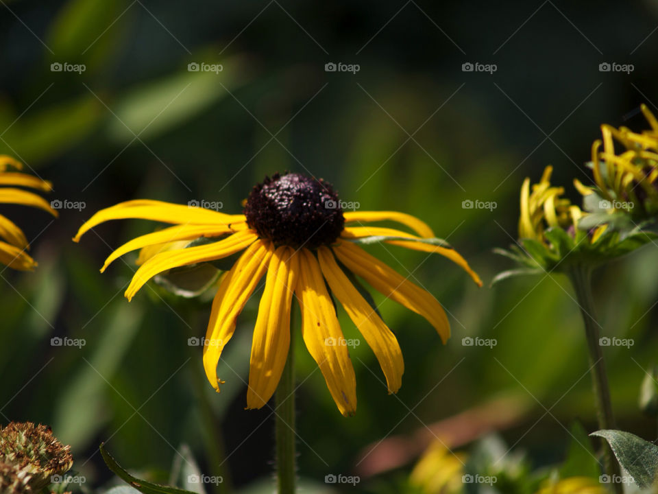 Rudbeckia 
