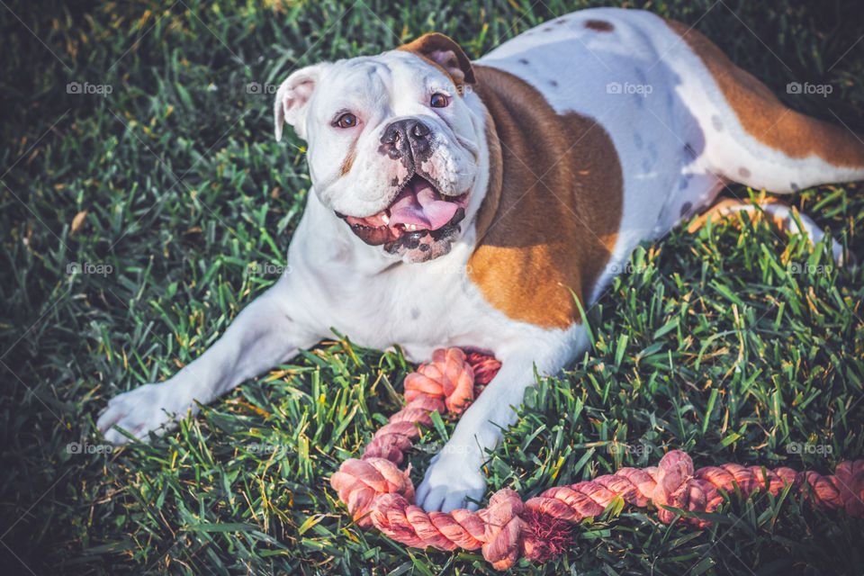Bulldog with Toy