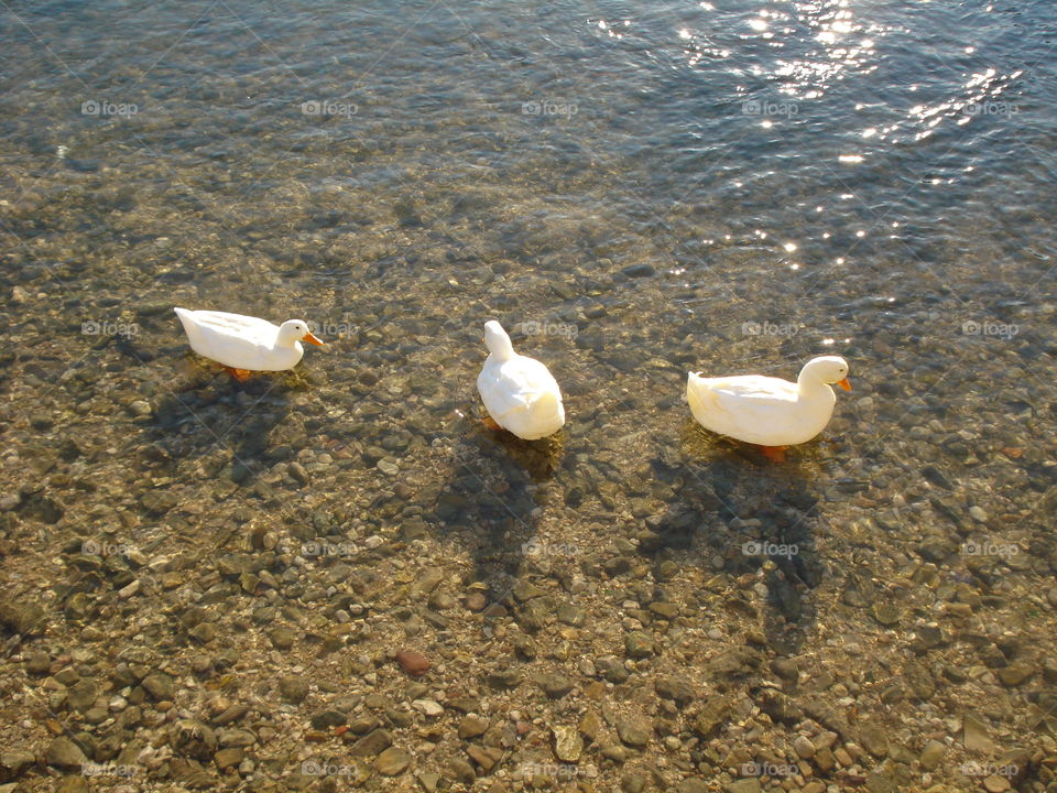 Ducks in the river