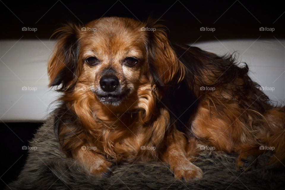 funny looking small brown dog lying on a pillow