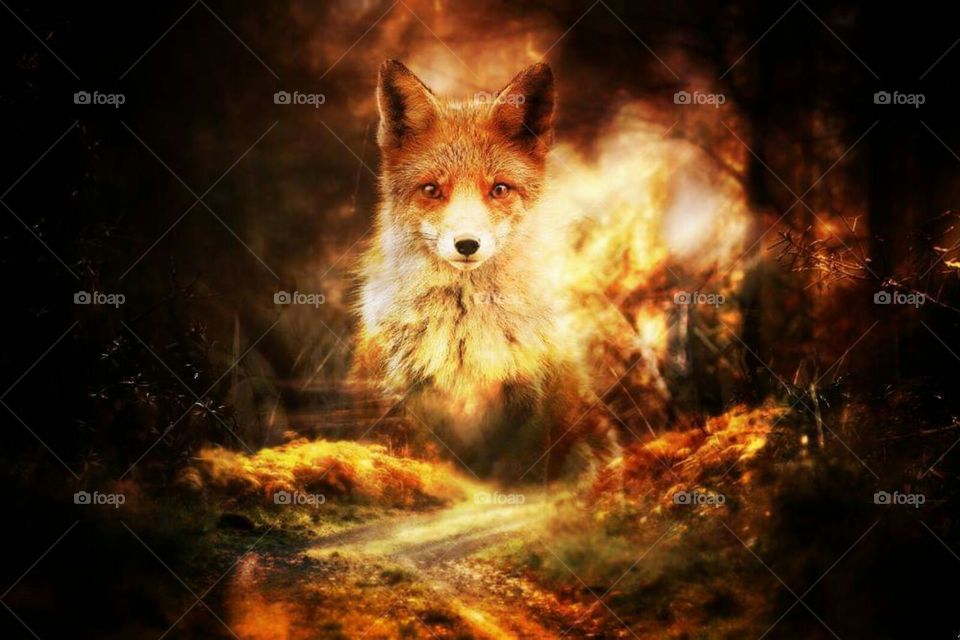 Name: Spirit of forest fox
Art: Photomanipulation
Creator: Angel Fernandez