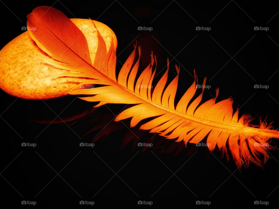 Orange feather