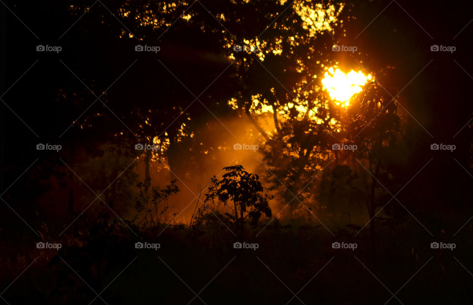 Sunray in forest